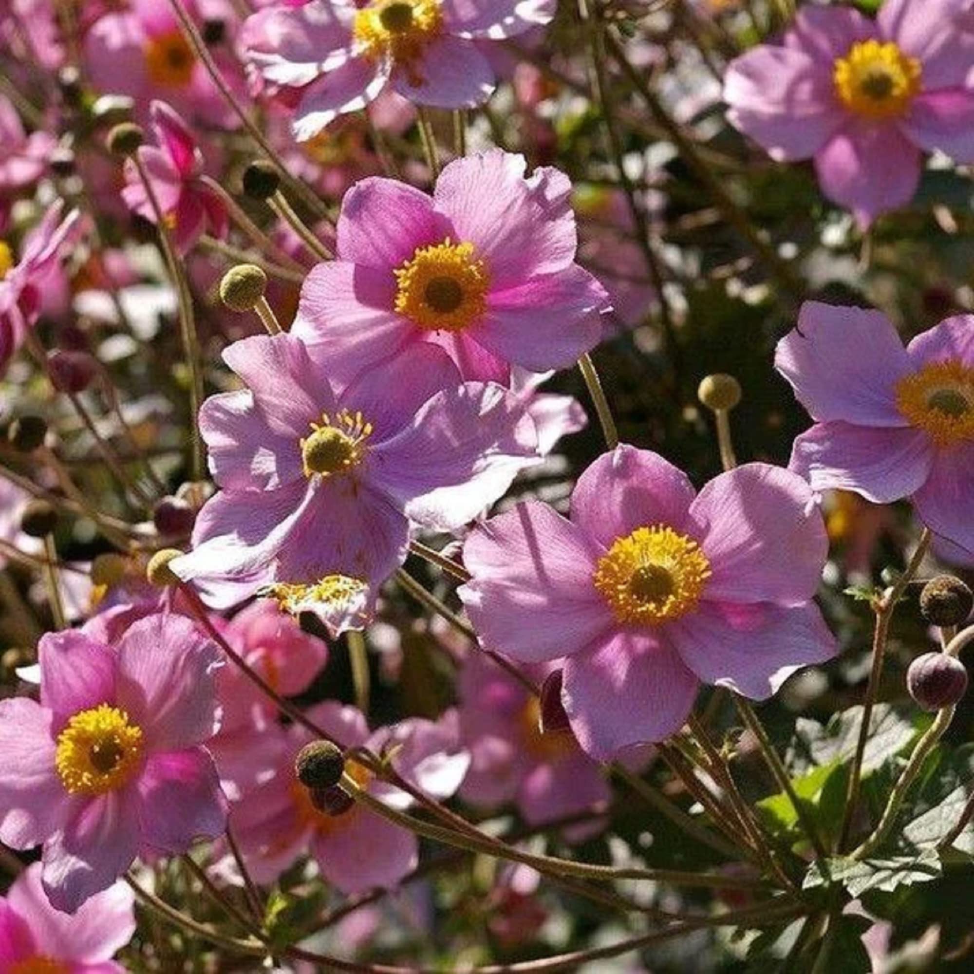Amazon.com : CHUXAY GARDEN Anemone-Japanese Thimbleweed,Anemone